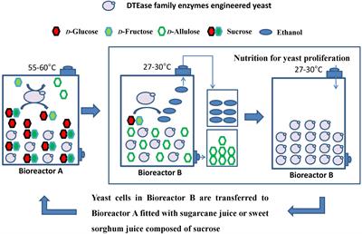 Review on D-Allulose: In vivo Metabolism, Catalytic Mechanism, Engineering Strain Construction, Bio-Production Technology